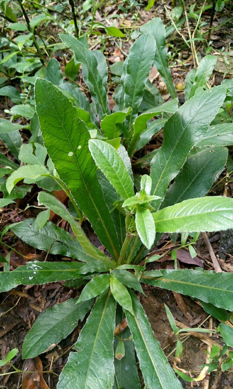 竹