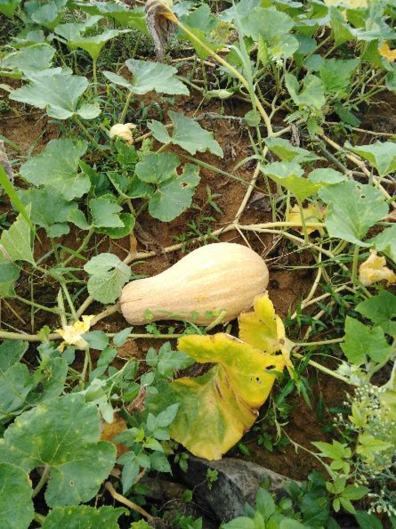 老南瓜（蜜本南）