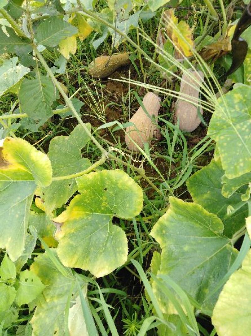 老南瓜（蜜本南）