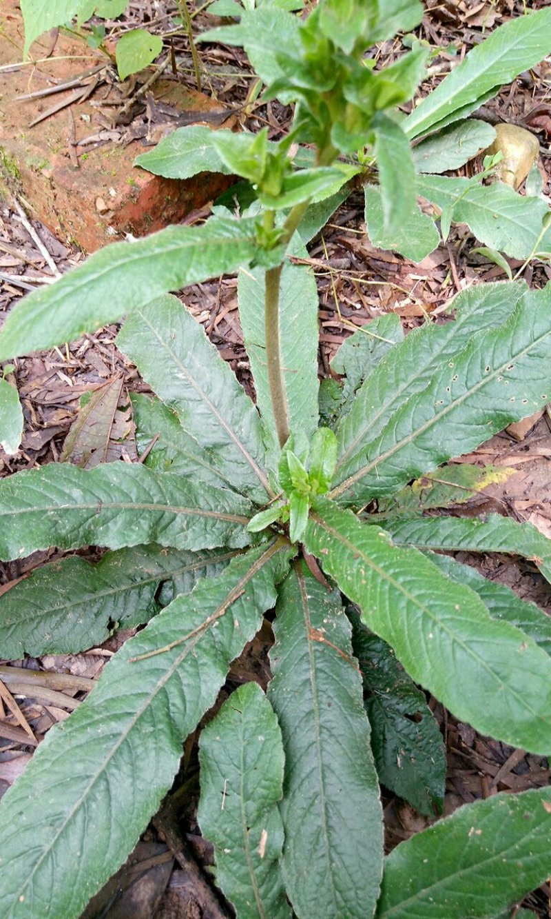 竹