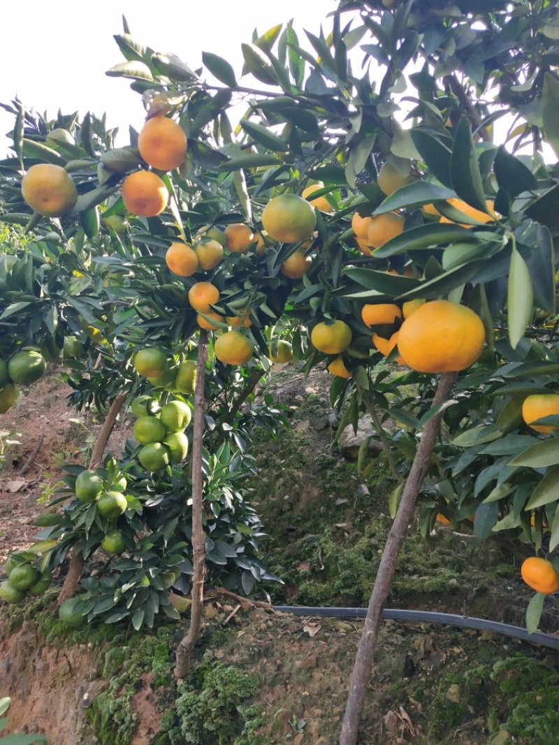 柑桔，云南特早蜜桔，特早熟，高原无核蜜橘
