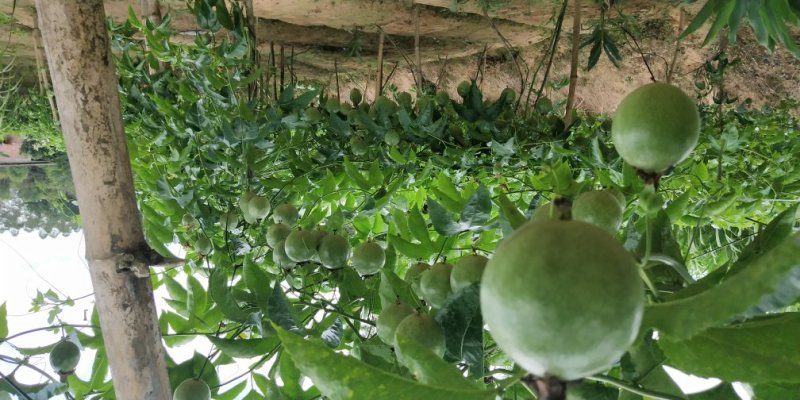 甜蜜蜜百香果苗黄金满天星紫香一号新品种香蜜金蜜苗四季结果