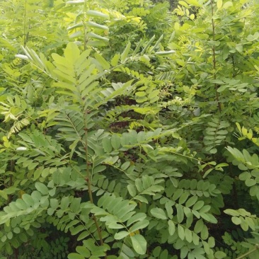 大量供应刺槐苗，花椒苗，山杏苗