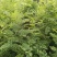 大量供应刺槐苗，花椒苗，山杏苗