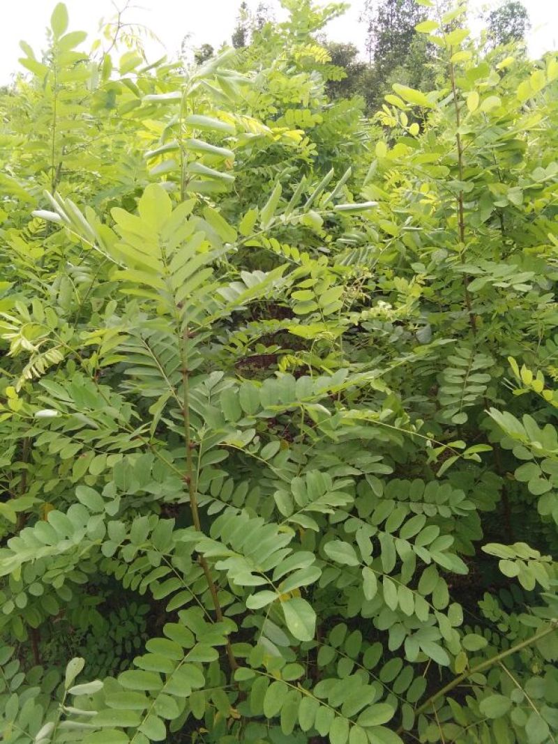 大量供应刺槐苗，花椒苗，山杏苗