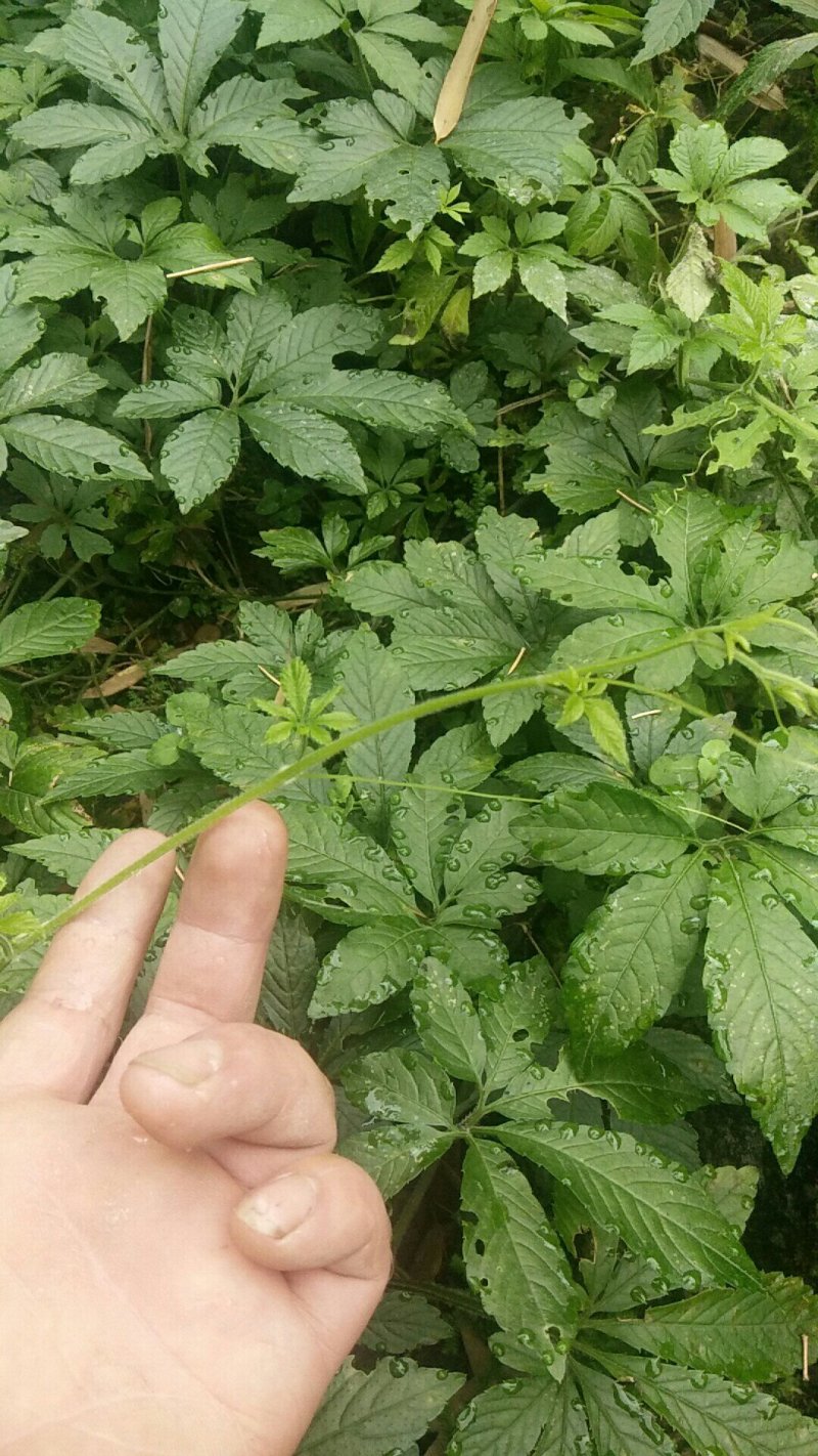 广西金秀大瑶山深山云雾下野绞股蓝，长在高海拔味道甘甜回甘