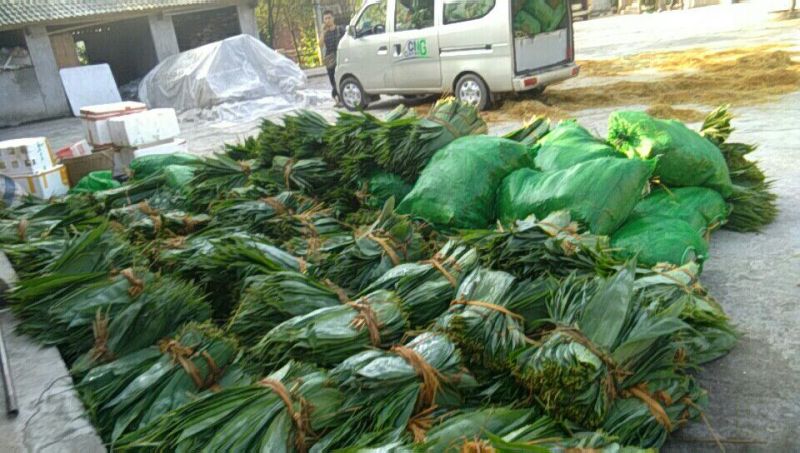 麻竹叶欢迎订货量大价格优惠