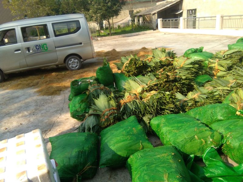 麻竹叶欢迎订货量大价格优惠