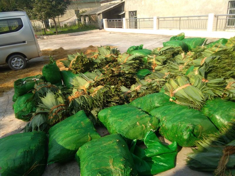 麻竹叶欢迎订货量大价格优惠