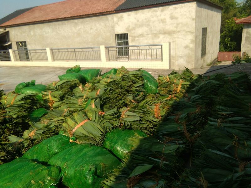 麻竹叶欢迎订货量大价格优惠