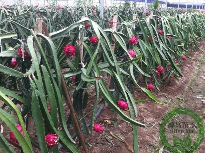 白肉火龙果树苗红心火龙果苗金都一号四季可盆栽种植当