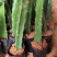白肉火龙果树苗红心火龙果苗金都一号四季可盆栽种植当