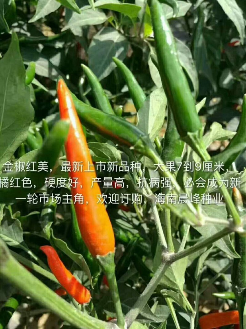 朝天椒