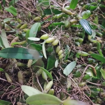 石橄榄