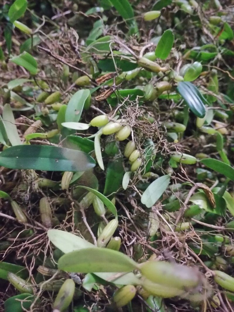 石橄榄