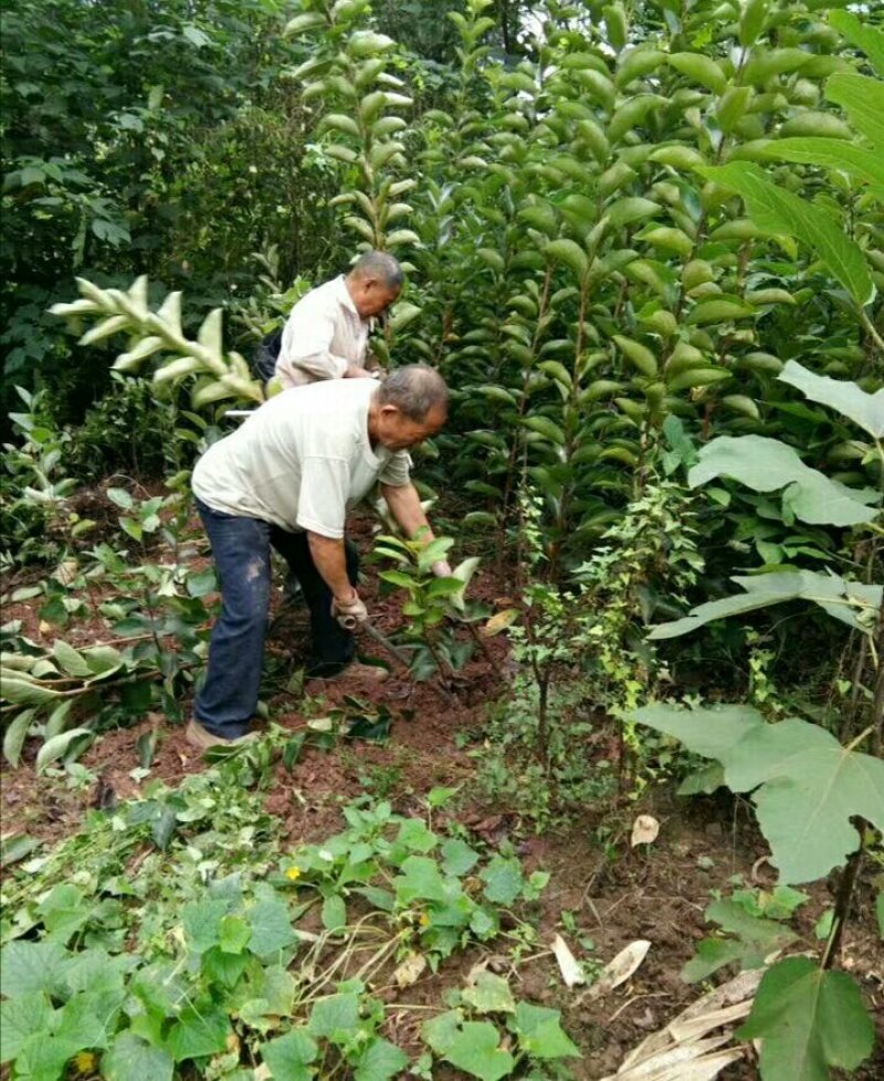 柿子苗，甜柿子树苗，嫁接柿子苗，基地直销，品种纯正。