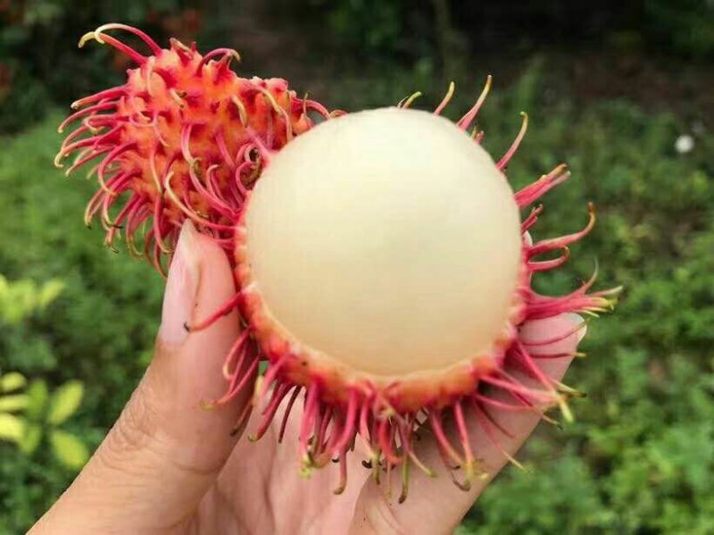 海南红毛丹