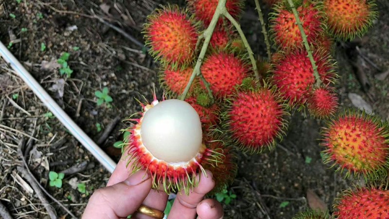 海南红毛丹