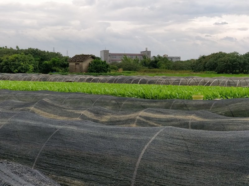 苦麦菜苗。大量批发，玉林，桂平，贵港，容县，北流，陆川