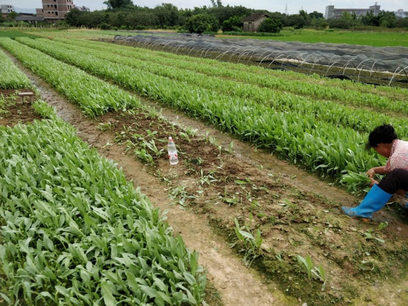 苦麦菜苗。大量批发，玉林，桂平，贵港，容县，北流，陆川