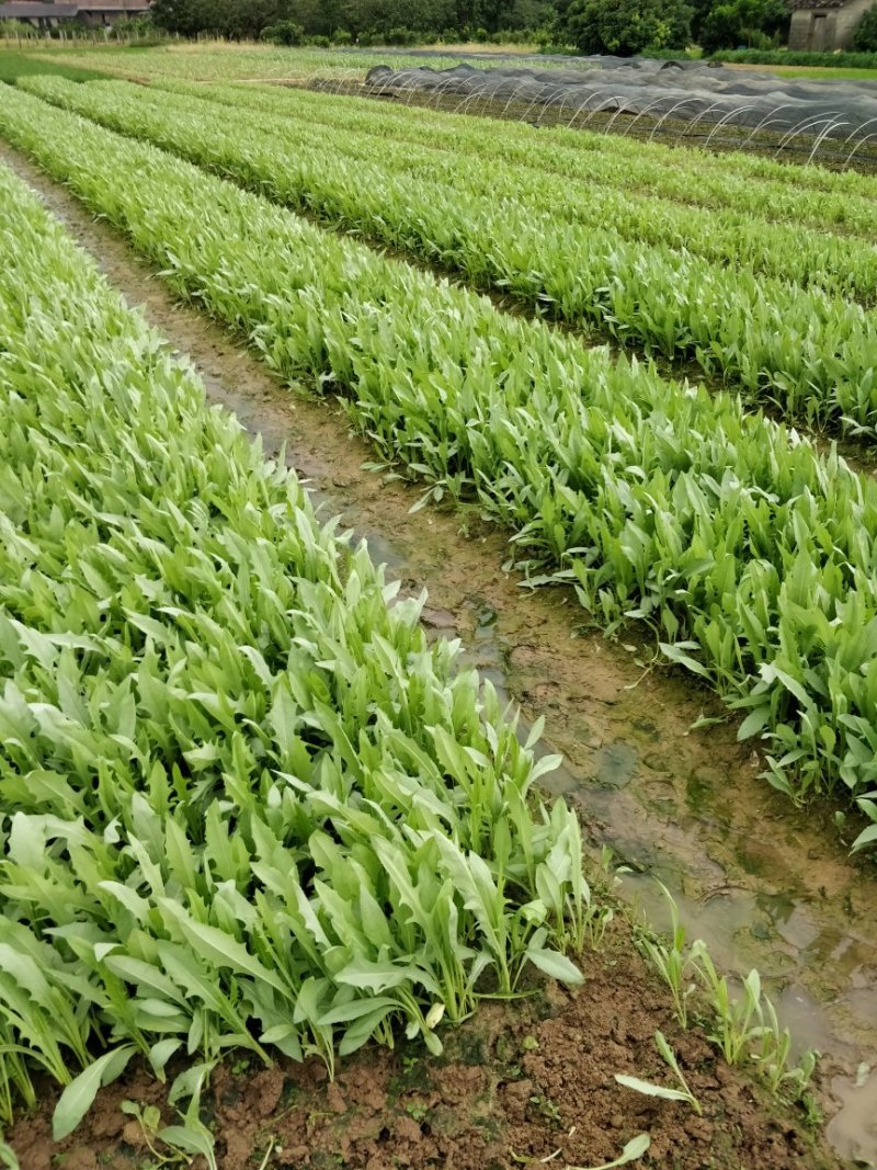 苦麦菜苗。大量批发，玉林，桂平，贵港，容县，北流，陆川