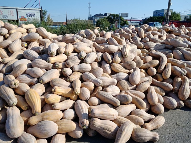 博海基地南瓜三斤以上通货