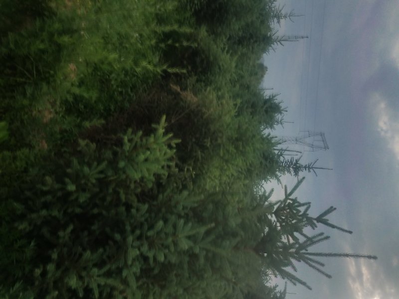 大规格云杉，油松，樟子松，