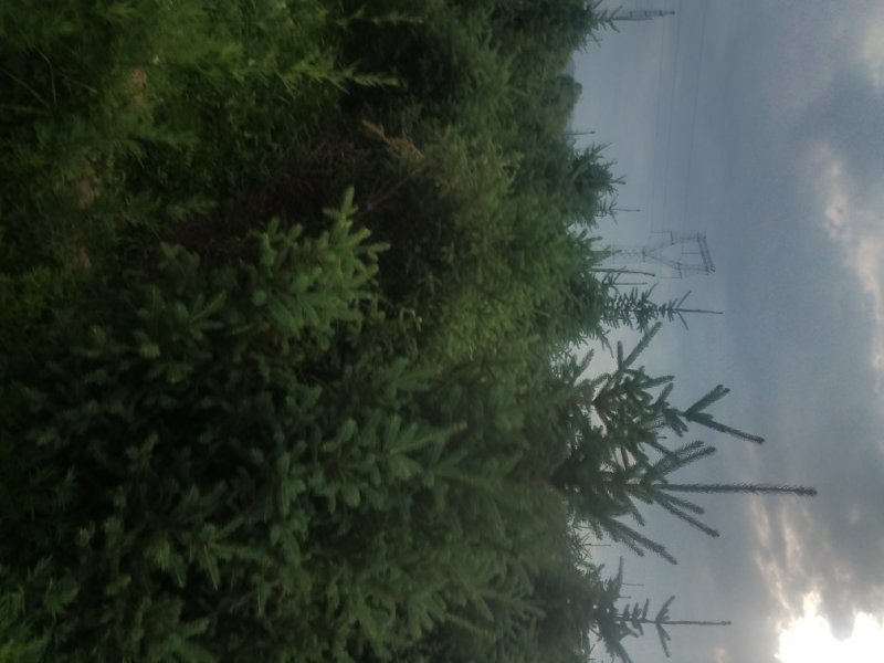 大规格云杉，油松，樟子松，