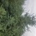 大规格云杉，油松，樟子松，