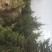 大规格云杉，油松，樟子松，