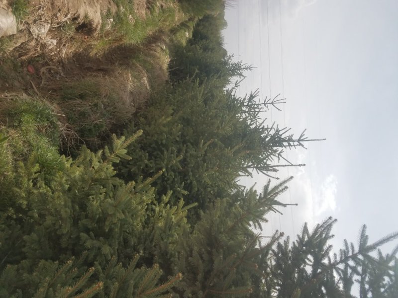 大规格云杉，油松，樟子松，