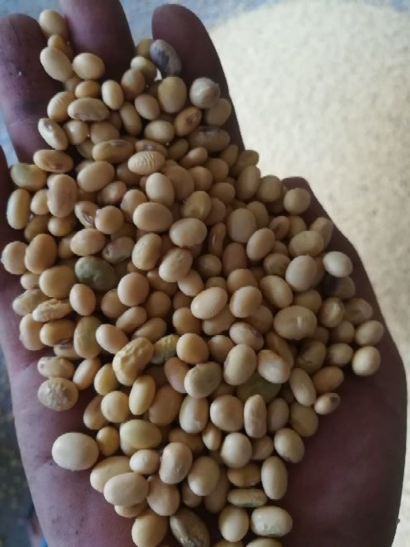 湖北监利黄豆