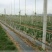 除草布直销防草布除草布耐用农用园艺果园果树大棚地布生态防