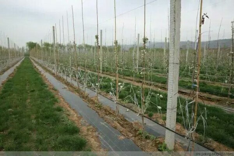 除草布直销防草布除草布耐用农用园艺果园果树大棚地布生态防