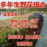 波斯菊种子格桑花种子花卉种子四季播种10斤/亩