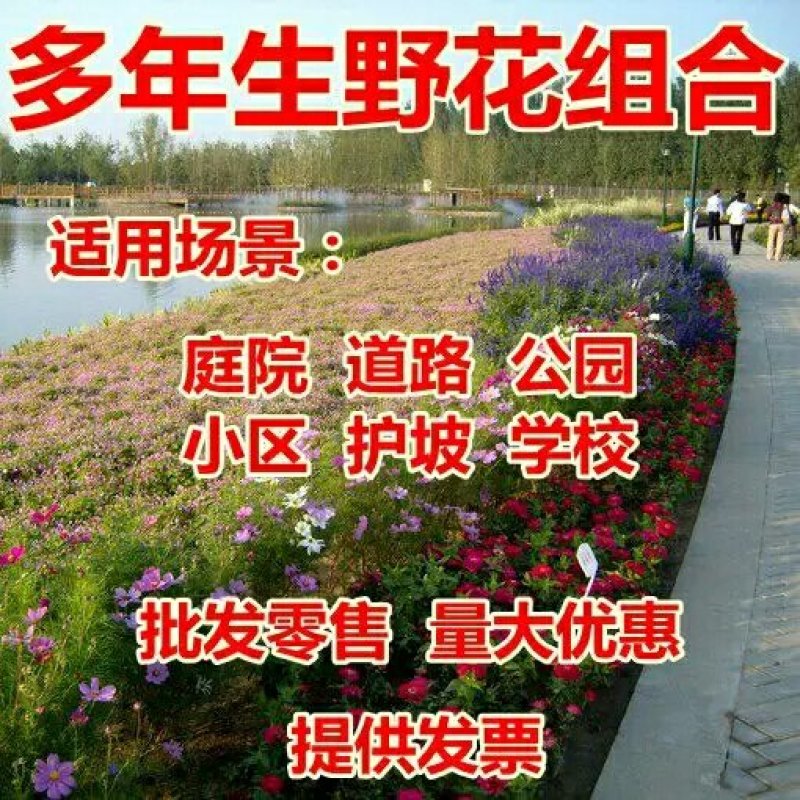 波斯菊种子格桑花种子花卉种子四季播种10斤/亩