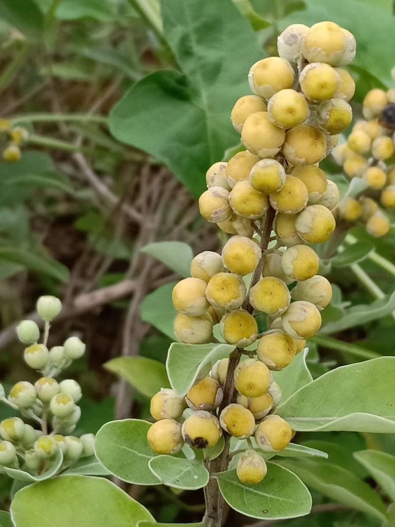 江西单叶蔓荆子苗，提供技术包回收