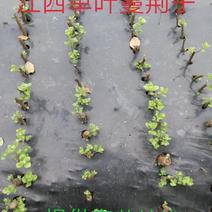 江西单叶蔓荆子苗，提供技术包回收