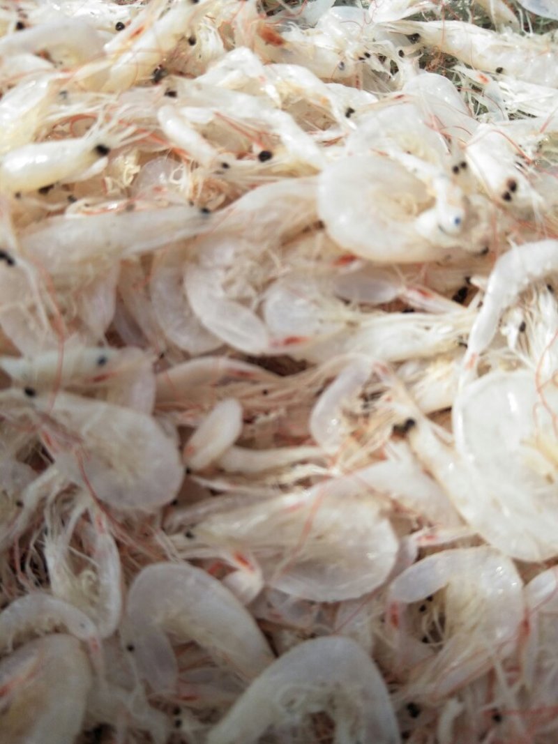 虾皮，海米，大虾，红虾，鱼类直销