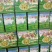 【现货直发】广东牛柑果，药食亮用清甜回甘，现摘现发全国供应