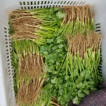 精品香菜装箱