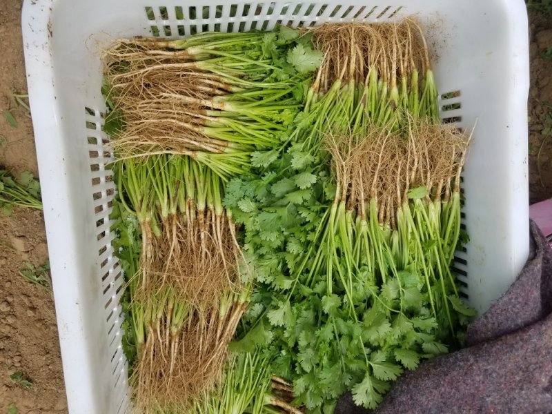 精品香菜装箱