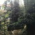 金弹子五六百株一起出售。买回家塑型一下价格翻几倍。