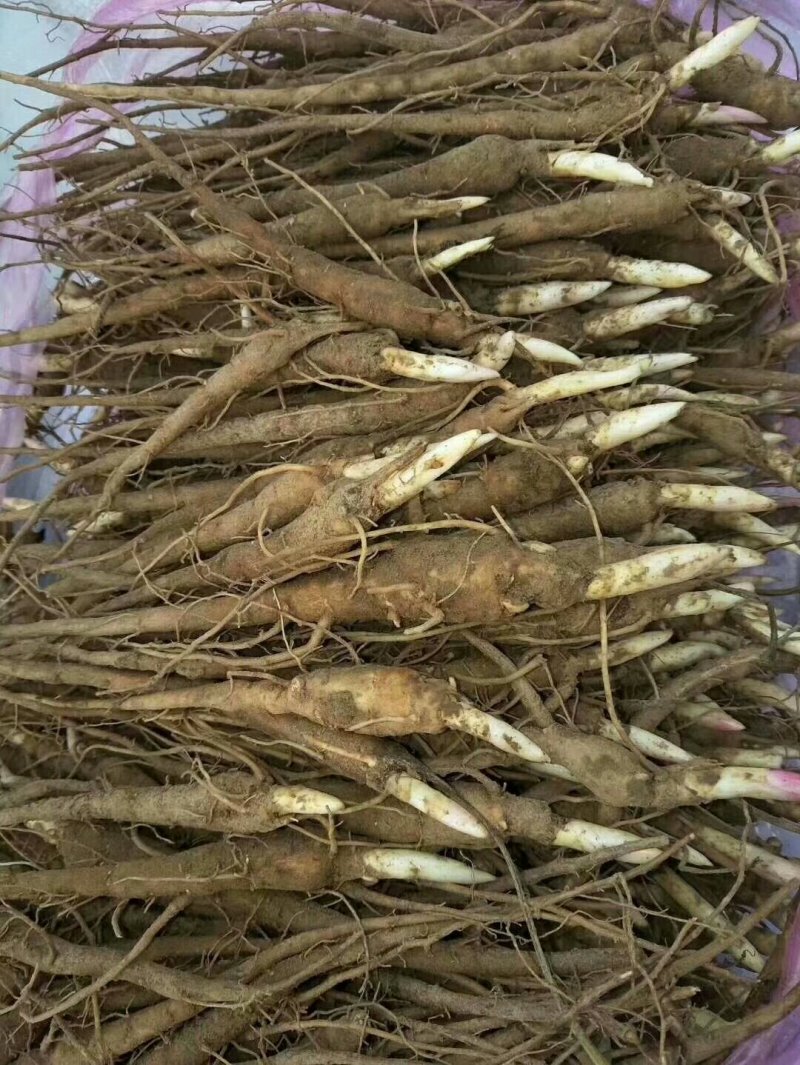 赤芍苗