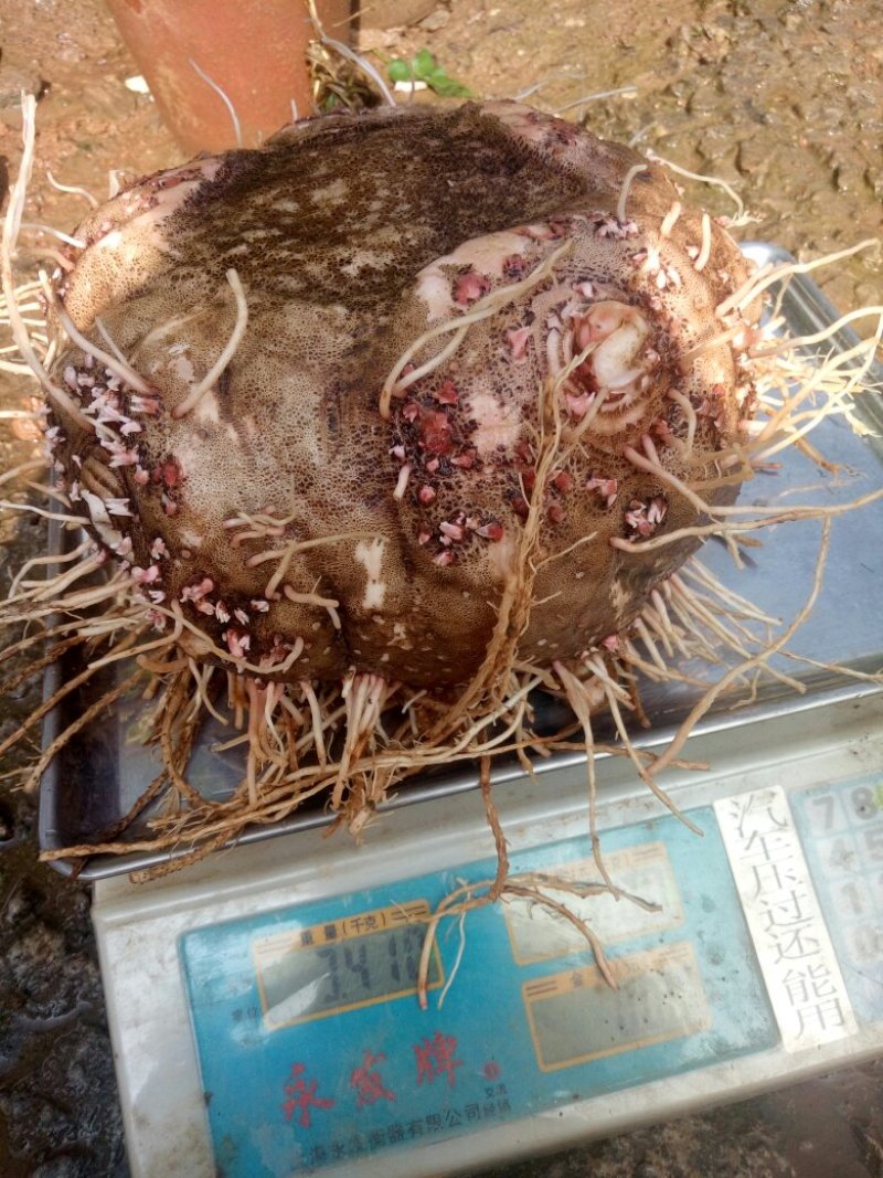 魔芋豆腐