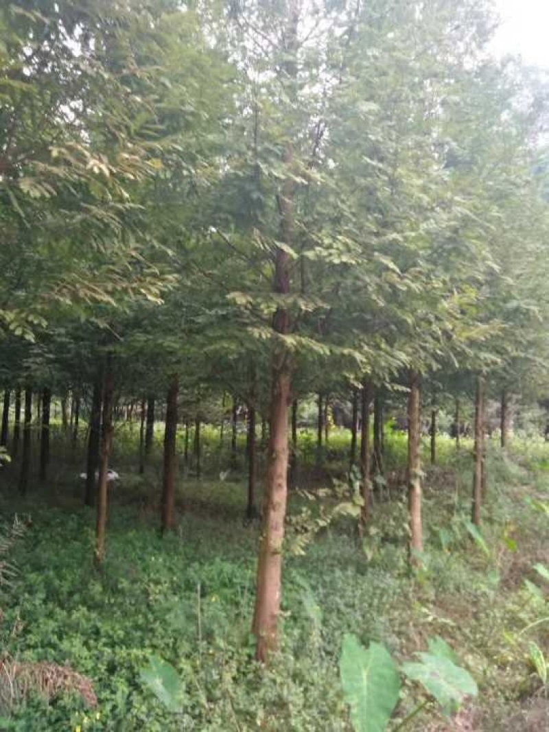 水杉10～25公分，四川省成都市大量出售水杉