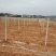 长期供应各种水瓜果所需要的水泥立柱