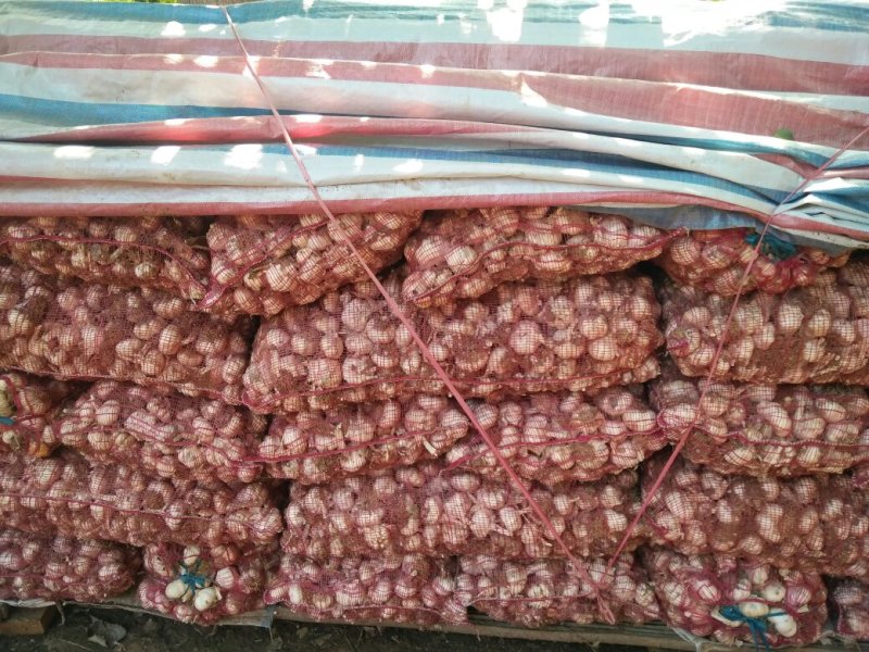 滕州大蒜干蒜无苔蒜大量供应