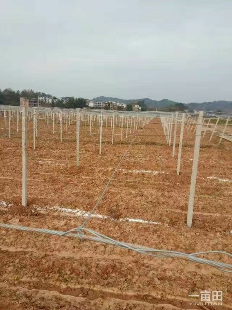 百香果柱子