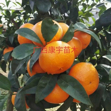 柑桔苗沃柑苗无病苗品种正宗基地直供批发